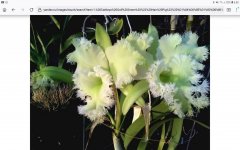 Screenshot_20220507-065035_Firefox.jpg