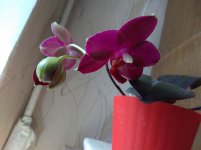 IMG_20220507_110259.jpg