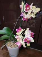 IMG_20220506_211723.jpg