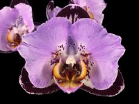 image-F-Phalaenopsis_Fangmei_Black_Piano111.jpg