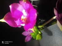 IMG_20220509_011505.jpg