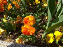 IMG_20220509_160012.jpg