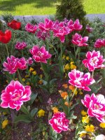 IMG_20220509_160034.jpg