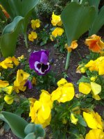 IMG_20220509_160119.jpg