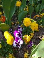 IMG_20220509_160145.jpg
