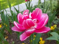 IMG_20220509_160222.jpg