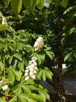 IMG_20220509_152933.jpg