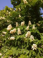 IMG_20220509_152946.jpg
