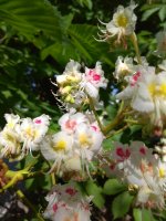 IMG_20220509_153121.jpg