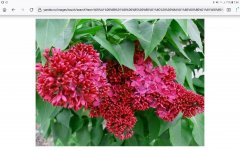Screenshot_20220510-075500_Firefox.jpg