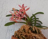 Ascofinetia Cherry Blossom 2.jpg
