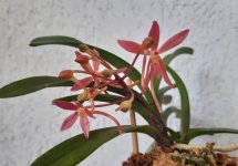 Ascofinetia Cherry Blossom.jpg