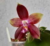 Phal Tying Shin Fly Eagle Yaphon.jpg