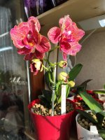 IMG_20220418_073425.jpg