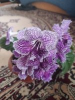 IMG_20220516_191817.jpg