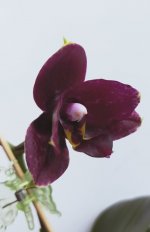 IMG_20220517_083622.jpg
