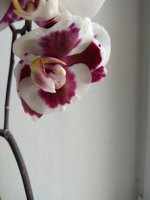 IMG_20220519_175340.jpg