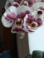 IMG_20220519_175413.jpg