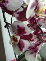 IMG_20220519_175523.jpg