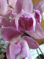 IMG_20220519_180330.jpg