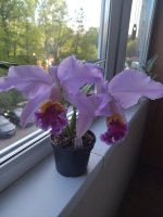 IMG_20220520_180732.jpg