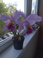 IMG_20220520_180639.jpg