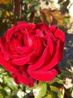IMG_20220515_163637.jpg
