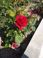IMG_20220515_163750.jpg