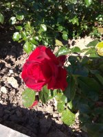 IMG_20220515_163809.jpg