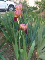 IMG_20220525_163059.jpg