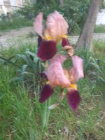 IMG_20220525_163219.jpg