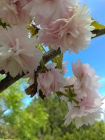 IMG_20220507_144941.jpg