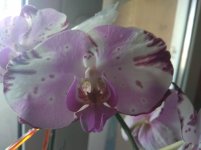 IMG_20220526_103738.jpg