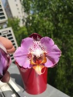 IMG_20220526_120443.jpg