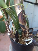 IMG_20220527_110439.jpg