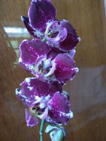 IMG_20220602_133139.jpg