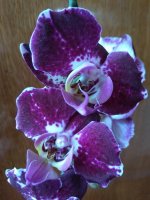 IMG_20220602_133146.jpg