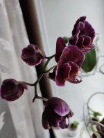 IMG_20220604_174151.jpg