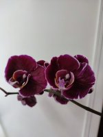 IMG_20220604_173609.jpg