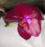 IMG_20220604_161143.jpg