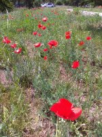 IMG_20220604_112458.jpg