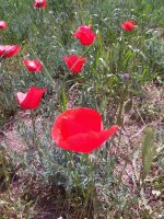 IMG_20220604_112509.jpg