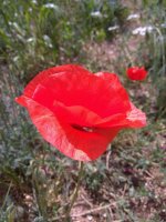 IMG_20220604_112519.jpg