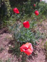 IMG_20220604_112559.jpg