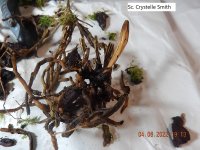 DSCN8509.JPG