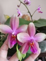 IMG_20220605_180051.jpg