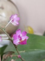 IMG_20220605_175429.jpg