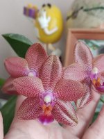 IMG_20220605_175446.jpg