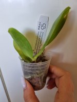 POM1677 Phal.Yaphon Image CL 2.jpg