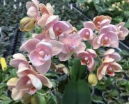 Phal. Pink Fairy Golden Pink Rose (ex, 2019) (2).jpg
